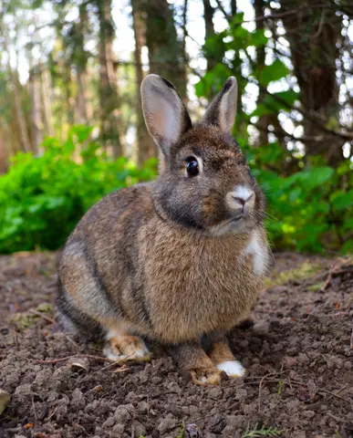 🐇 Healthy Farm Rabbits for Sale – Fresh, Well-Raised & Read