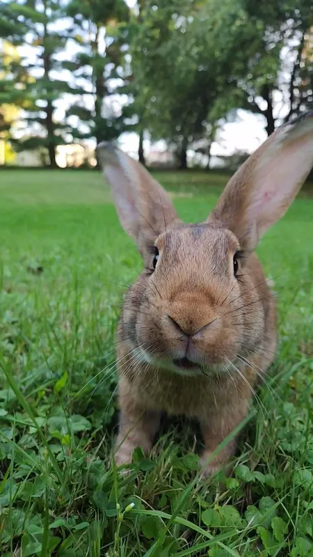 Premium Flemish Giant Rabbits for Sale – Healthy & Fast Growing