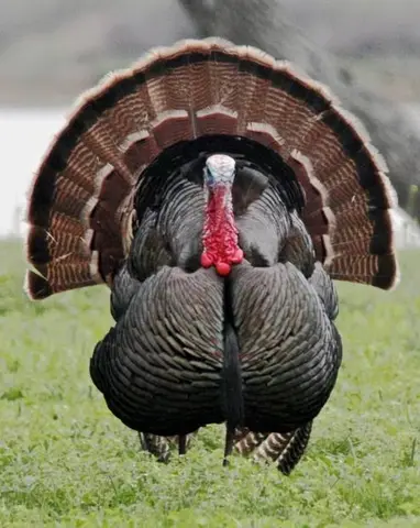 Healthy Turkey Birds for Sale – Fast Growing & Premium Quality
