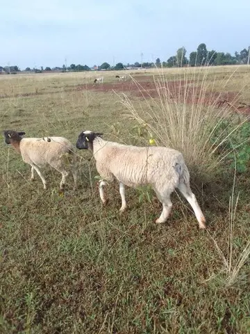 Sheep for sale at 12k per sheep