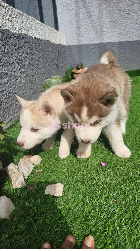 Husky puppies