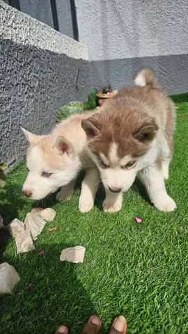 Husky puppies