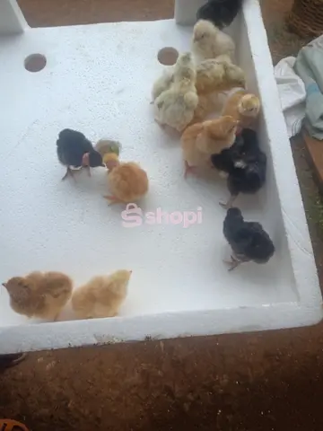 1day -3wks old chicks