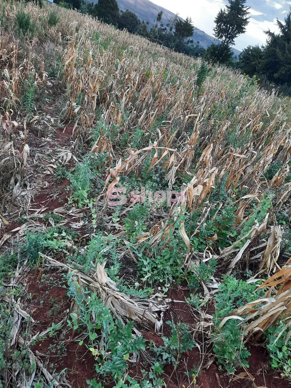 PLOTS FOR SALE IN SUBUKIA TOWN